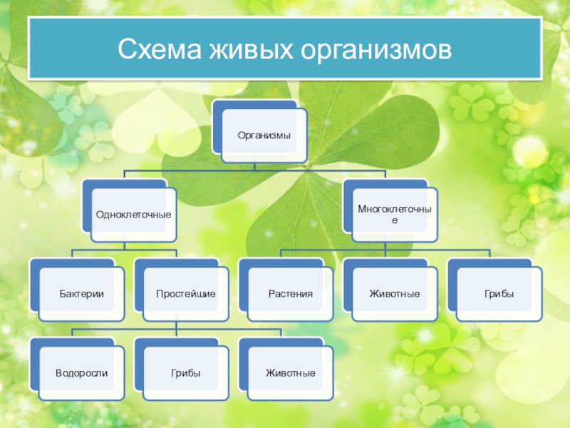 Разнообразие организмов их классификация 5 класс биология. Живые организмы схема. Классификация живой природы схема. Классы живых организмов схема.