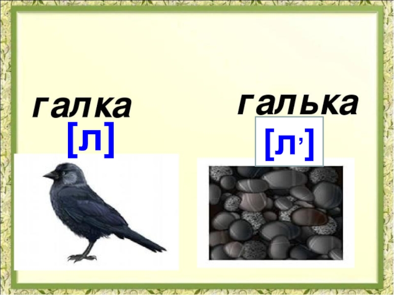 Где снимали галка. Галка. Загадка про галку. Галка галька. Галка птица.