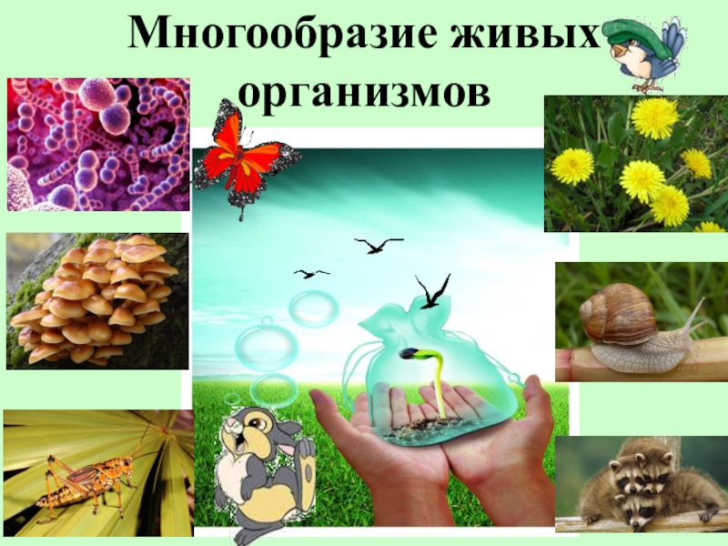 Разнообразие живых организмов на земле