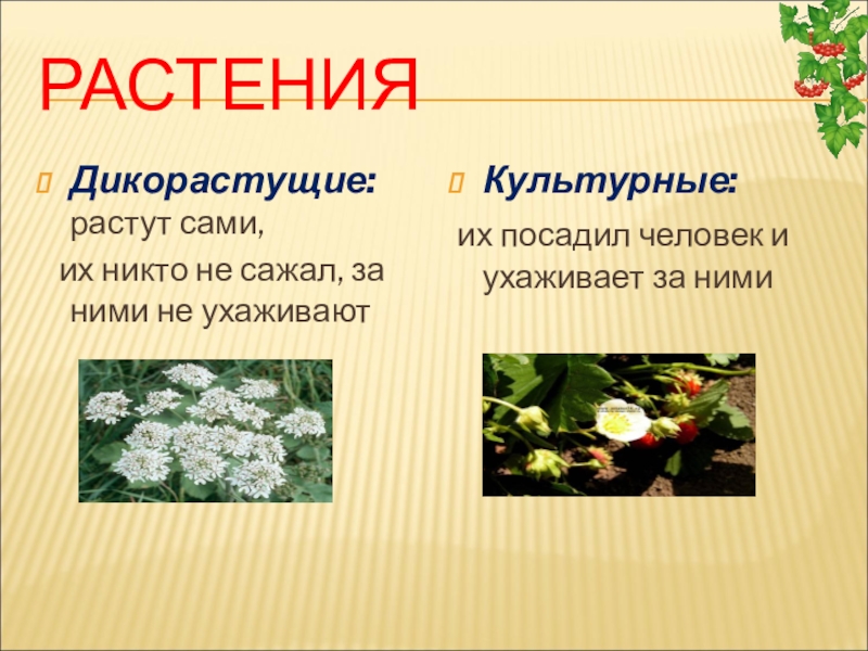 Проект про растения культурные