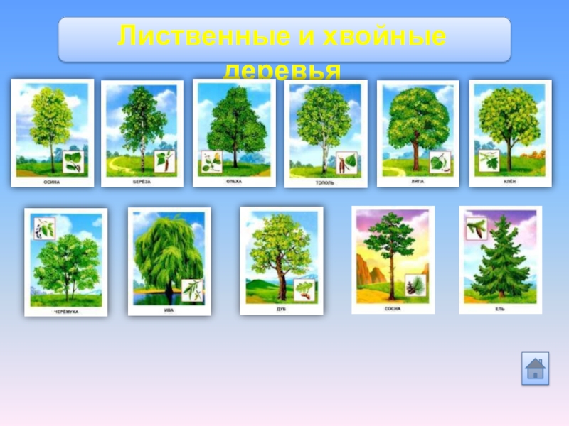 Две группы деревьев. Лиственные деревья для детей дошкольного. Лиственные деревья для детей дошкольного возраста. Карточки лиственные деревья. Хвойные деревья карточки.