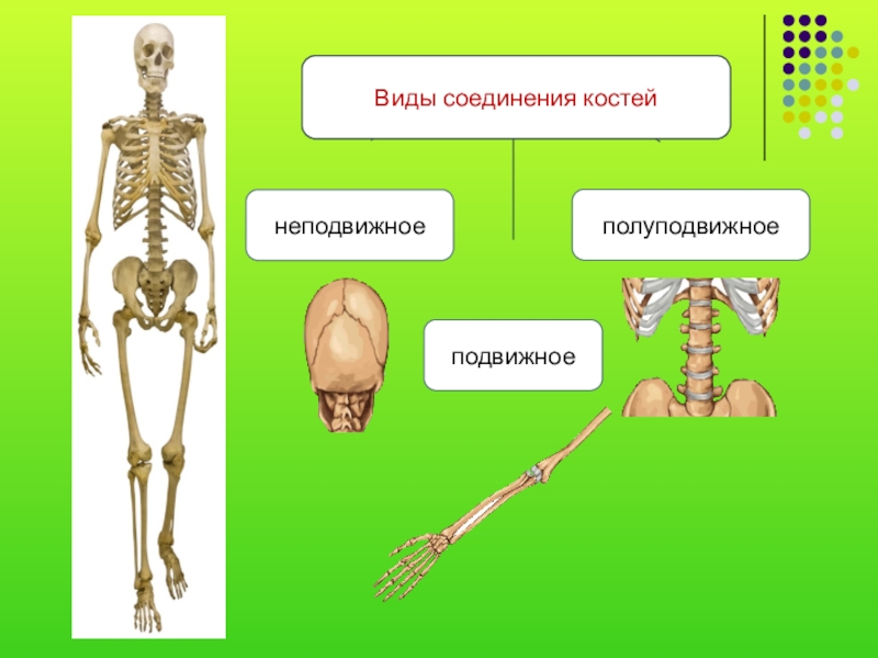 2 кости и их соединения. Состав и строение костей 8 класс. Состав и соединение костей. Состав и соединение костей 8 класс. Подвижные полуподвижные и неподвижные кости человека.