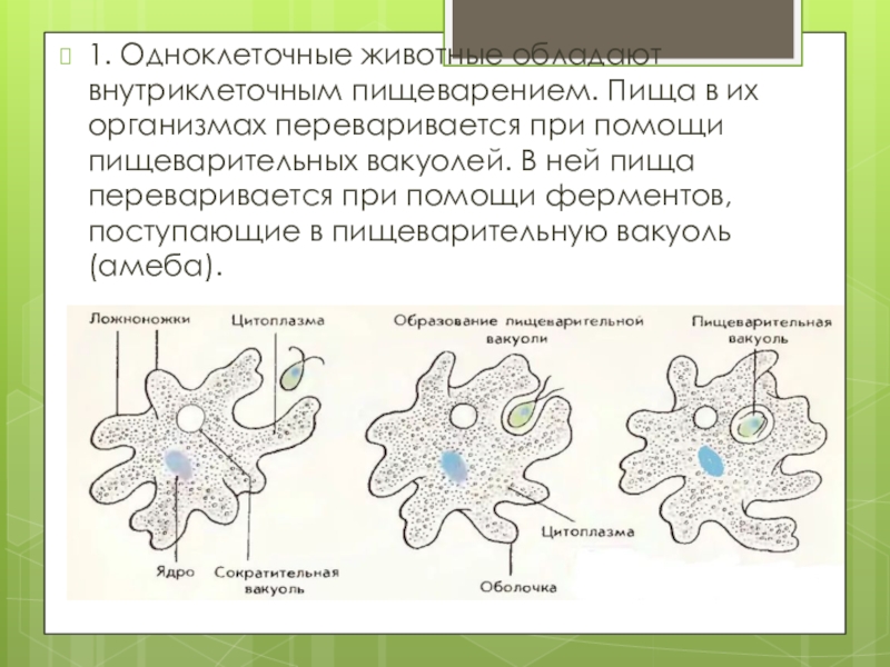 Внутриклеточное пищеварение рисунок