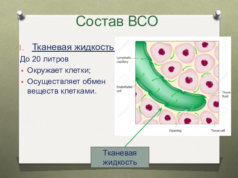 Омывает клетки и осуществляет обмен веществ ответы