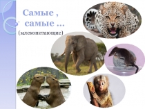 Презентация на кружок по биологии Самые,самые млекопитающие