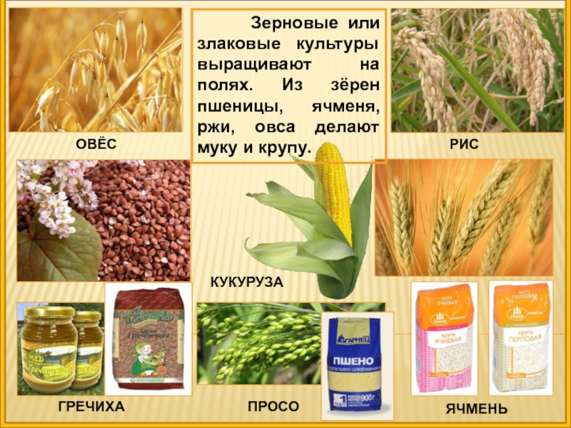 Презентация зерновые культуры 2 класс окружающий мир