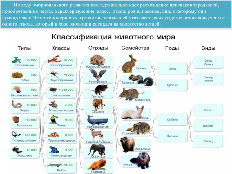 Схема царство тип класс отряд семейство род вид