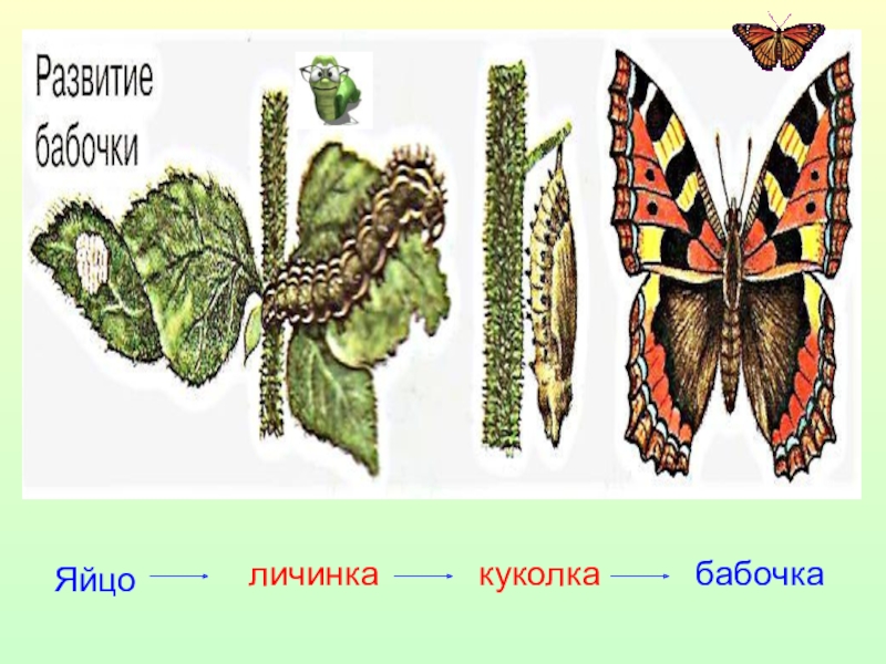 Картинки развития бабочки