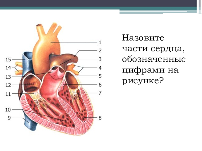 Сердце название. Строение сердца. Строение сердца с цифрами. Название частей сердца. Строение сердца без обозначений.