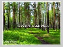 Презентация к занятию Лес и его жители