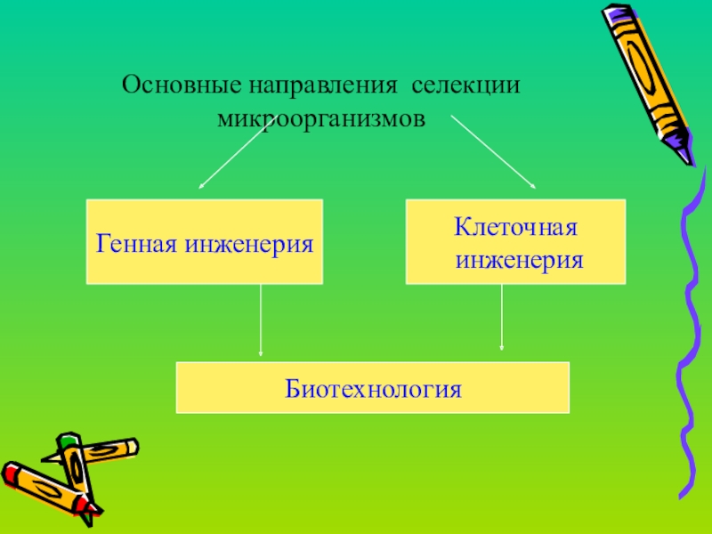 Презентация по теме селекция 10 класс