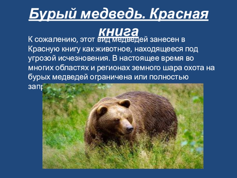 Почему медведи занесены в красную книгу. Бурый медведь красная книга России. Бурый медведь занесен в красную книгу. Бурый медведь занесен в красную книгу России или нет. Бурый медведь занесен в красную книгу или нет.