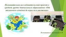 Презентация познавательно-исследовательского проекта От маленького семечка до взрослого растения для детей 5-6 лет