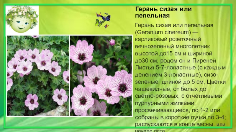 Герань сизая или пепельнаяГерань сизая или пепельная (Geranium cinereum) — карликовый розеточный вечнозеленый многолетник высотой до15 см