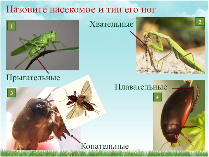 Как называются насекомые. Копательные конечности насекомых.