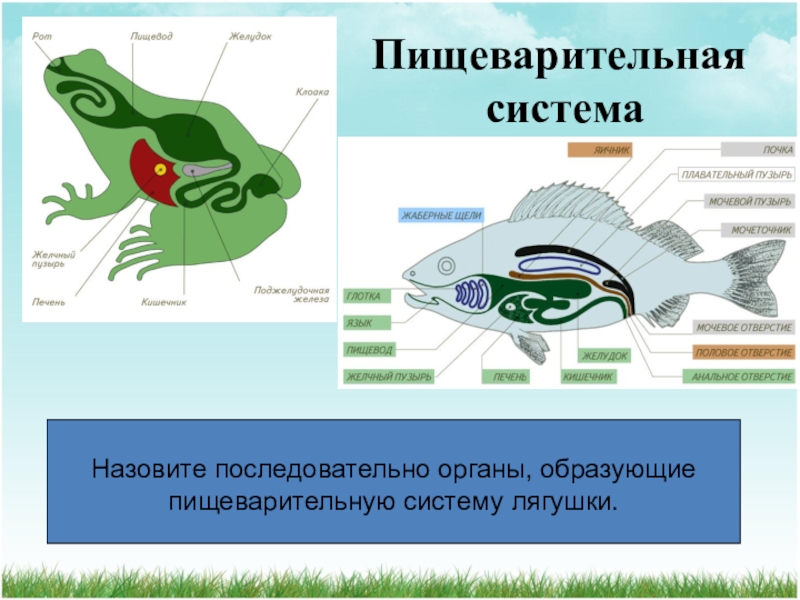 Пищеварительная система лягушки схема