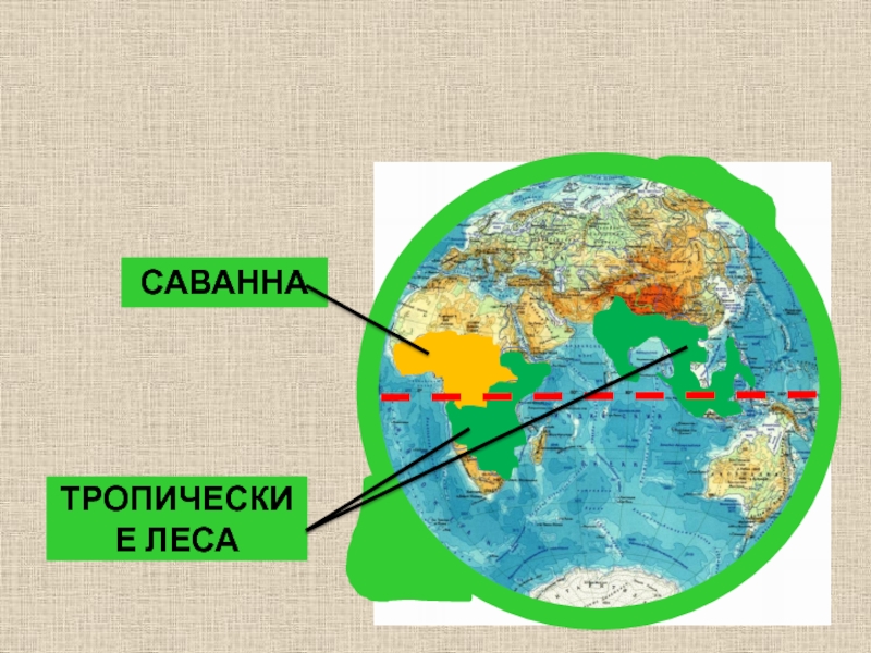 Где живут слоны 1 класс окружающий мир презентация