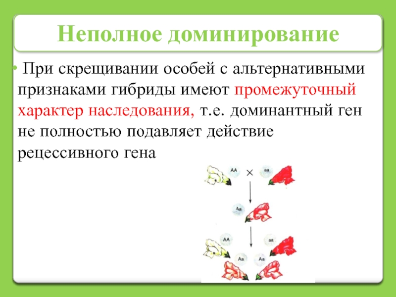 Неполное доминирование гетерозиготных организмов. Промежуточный характер наследования неполное доминирование. Неполное доминирование. Неполное доминирование анализирующее скрещивание. Неполное доминирование аллелей.