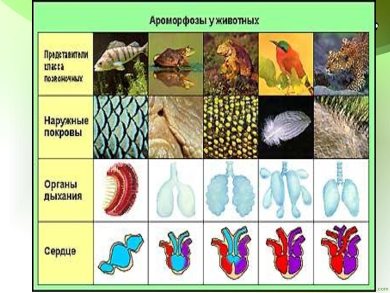 Ароморфозы дыхания. Ароморфозы животных. Основные ароморфозы животных. Ароморфозы позвоночных животных. Ароморфозы дыхательной системы.