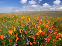 Презентация к уроку биологии в 5 классе Царство Растения