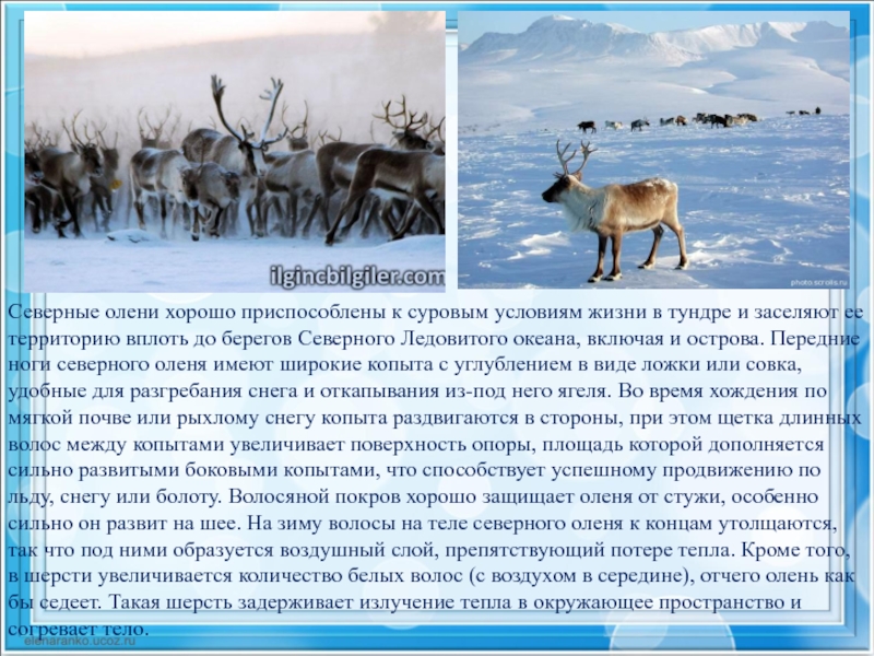 Как приспособились животные к жизни тундры. Северный олень тундры 4 класс окружающий мир. Сообщение о Северном олене. Тундра 4 класс окружающий мир. Доклад по окружающему миру тундра.