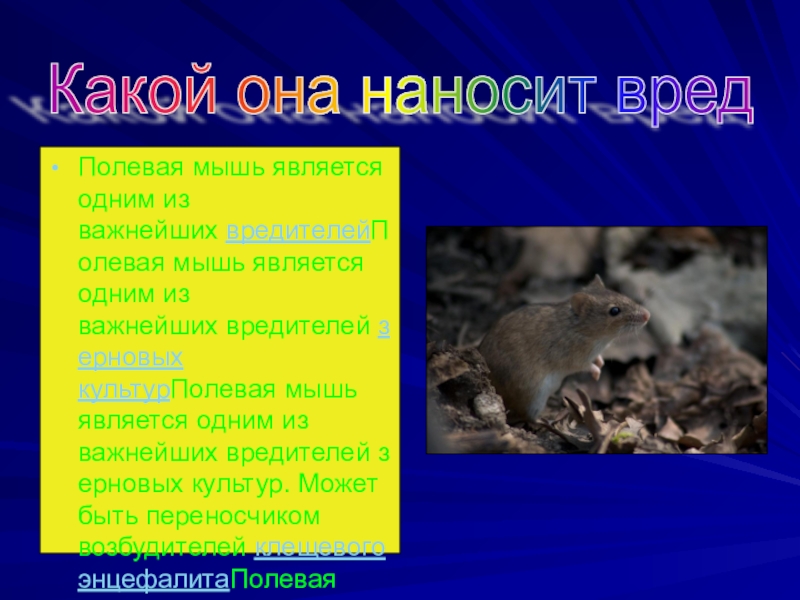 Мыши являются. Мышка полёвка презентация. Предки полевой мыши. Полевая мышь фото и описание. Мышь полёвка фото и краткое описание.