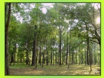 Презентация по окружающему миру