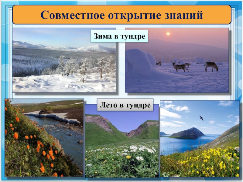 Тундра доклад 4 класс. Тундра 4 класс окружающий мир. Окружающий мир проект про тундру. Климат тундры 4 класс. Тундра проект 4 класс.