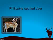 Презентация по английскому языку на тему Philippine spotted deer (9 класс)
