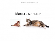Детёныши и их мамы.