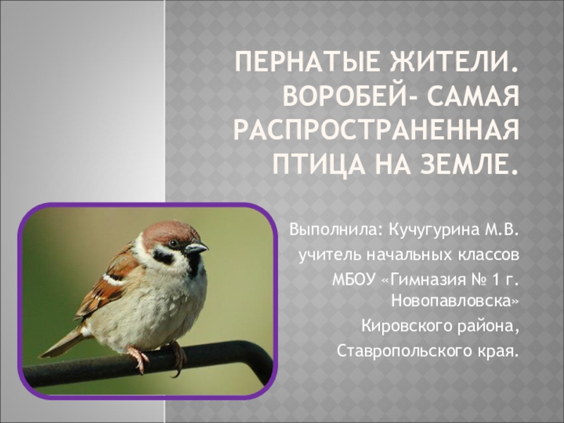 Презентация Презентация по окружающему миру для 1-4 классов Пернатые жители. Воробей - самая распространенная птица на земле