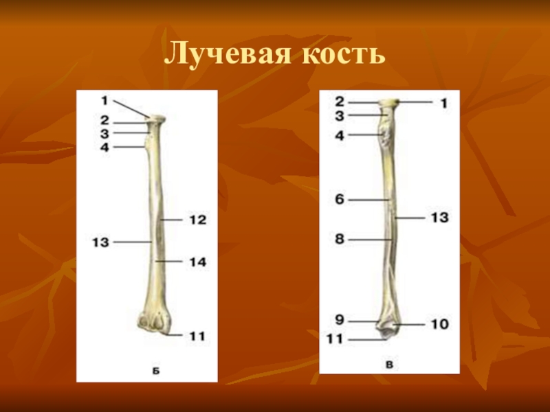 Сколько костей в лучевой кости