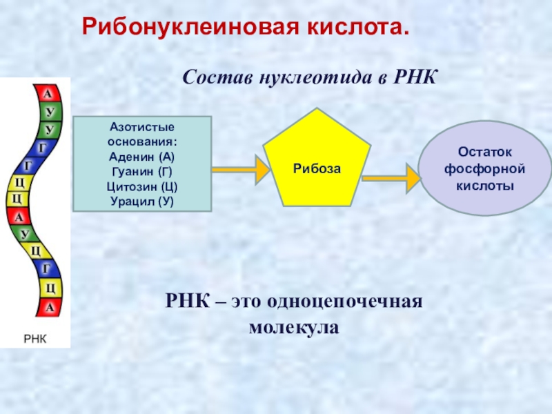 Рнк презентация 10 класс