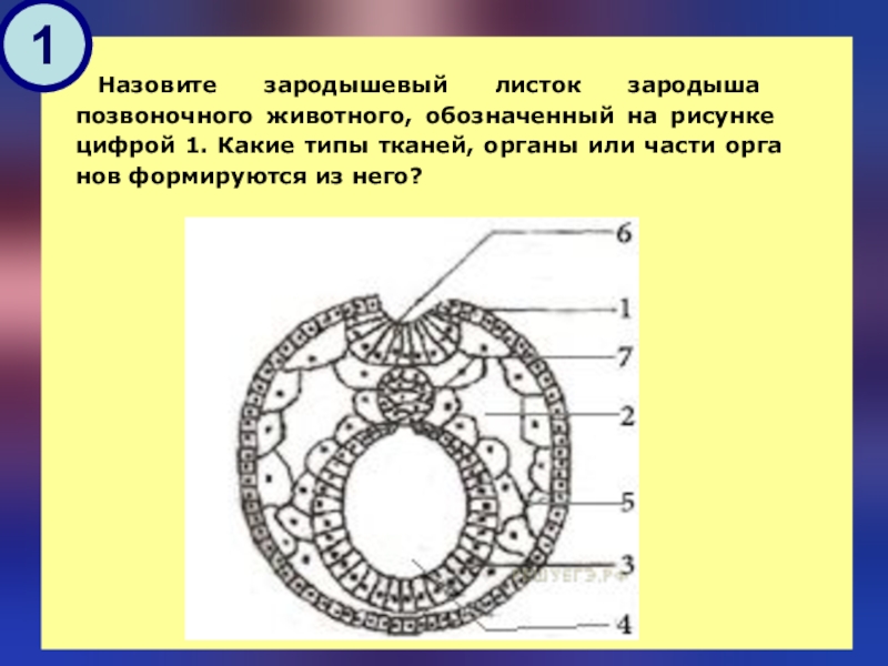 Рисунок эмбриона егэ биология