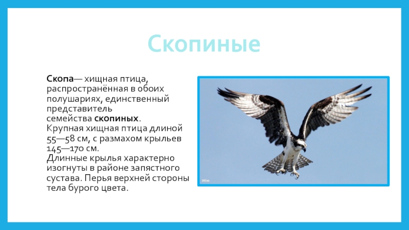 СкопиныеСкопа— хищная птица, распространённая в обоих полушариях, единственный представитель семейства скопиных. Крупная хищная птица длиной 55—58 см, с размахом крыльев 145—170 см.