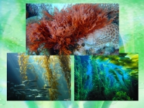 Презентация по биологии на тему Размножение водорослей 7 класс