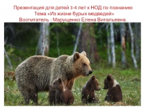 Презентация к НОД по познавательному развитию Из жизни бурых медведей