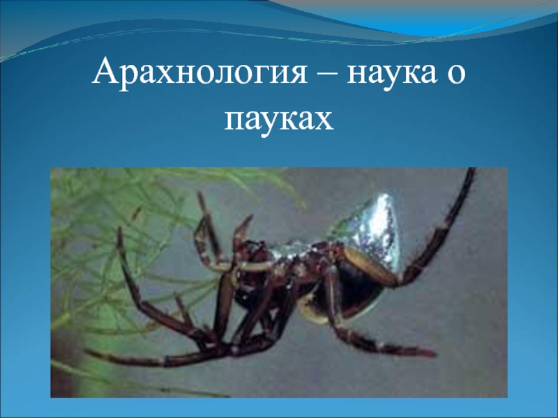 Изучает паукообразных. Арахнология паукообразные. Арахнология это наука. Наука о пауках. Изучение паукообразных наука.