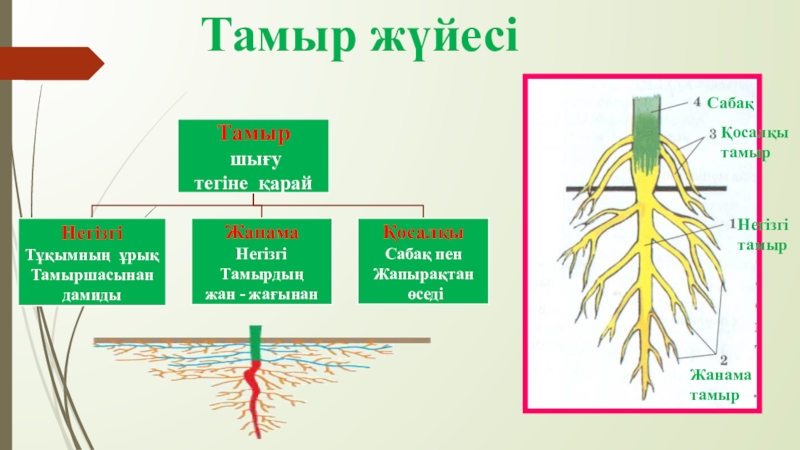 Өсімдік бөлімдерінің ерекше белгілері презентация