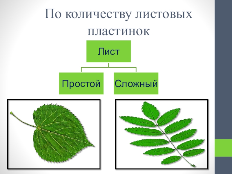 Лист биология презентация