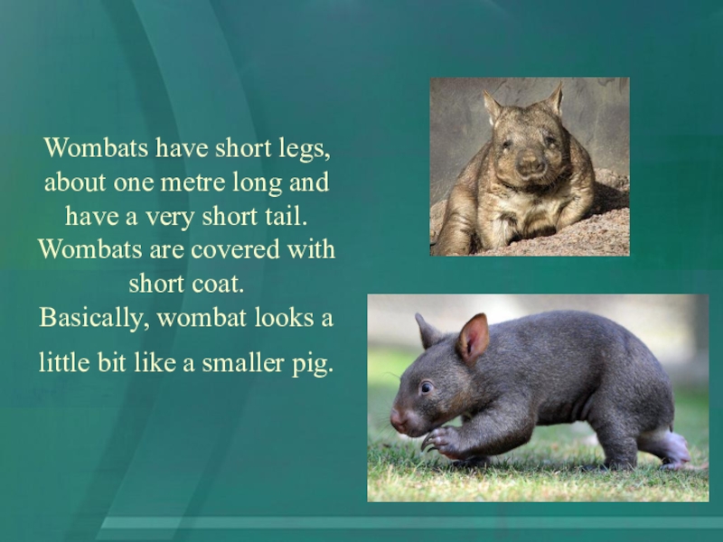 Wombat перевод. Вомбат. Вомбат животное. Австралийское животное вомбат. Вомбат сообщение.
