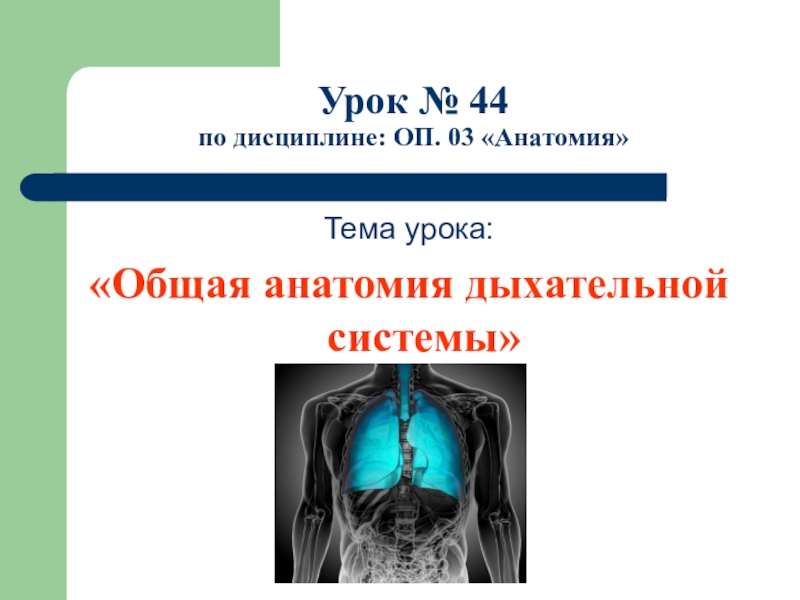 Презентация Презентация по анатомии на тему Общая анатомия дыхательной системы (11 класс)