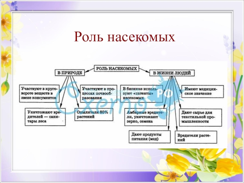 Значение насекомых в природе. Роль и значение насекомых. Значение насекомых в природе и жизни. Функции насекомых в природе.