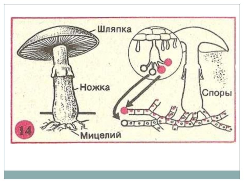 Спора гриба рисунок. Размножение шляпочного гриба схема. Размножение шляпочных грибов схема. Размножение шляпочных грибов 5 класс. Размножение шляпочного гриба схема 19.