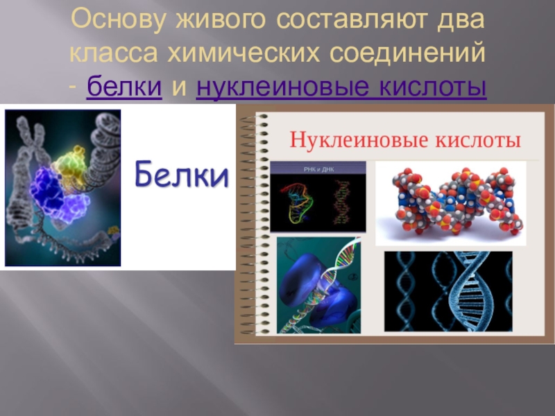 Презентация по химии на тему нуклеиновые кислоты - 91 фото