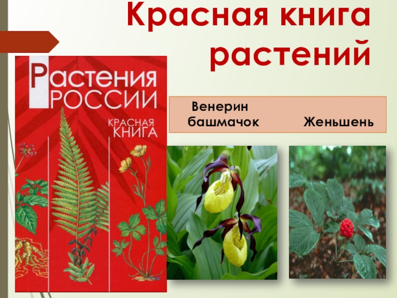 Женьшень красная книга 2 класс. Женьшень Венерин башмачок. Растения красной книги женьшень. Женьшень цветок красная книга. Венерин башмачок красная книга женьшень.