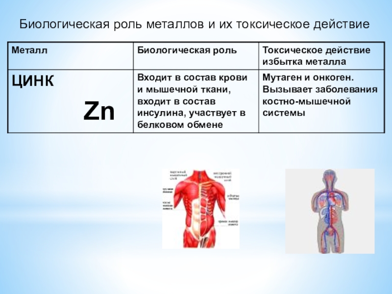 Роль металлов