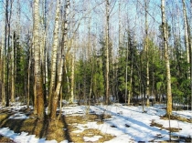 Презентация к занятию по экологии Животные весной