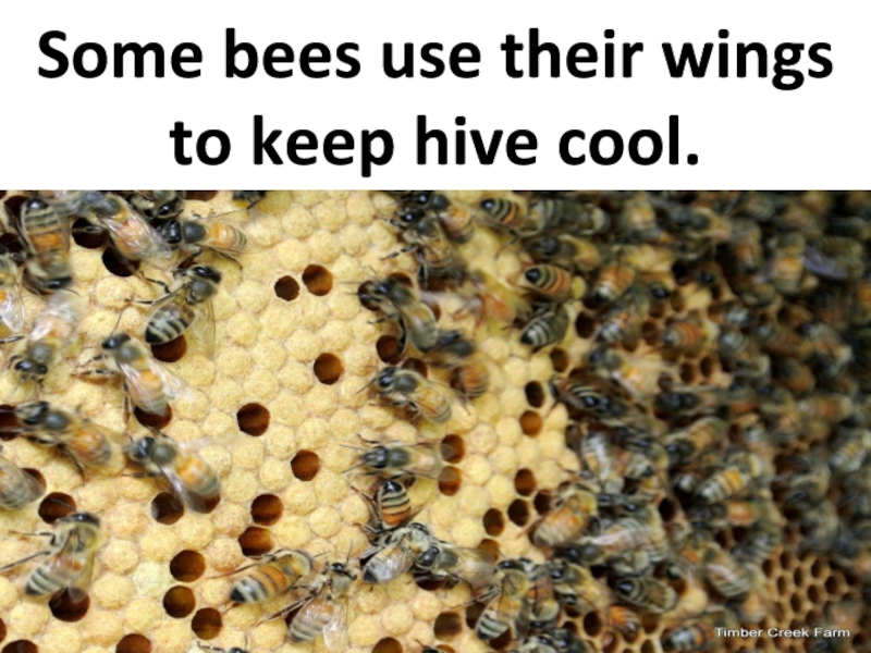 Some bees use their wings to keep hive cool.