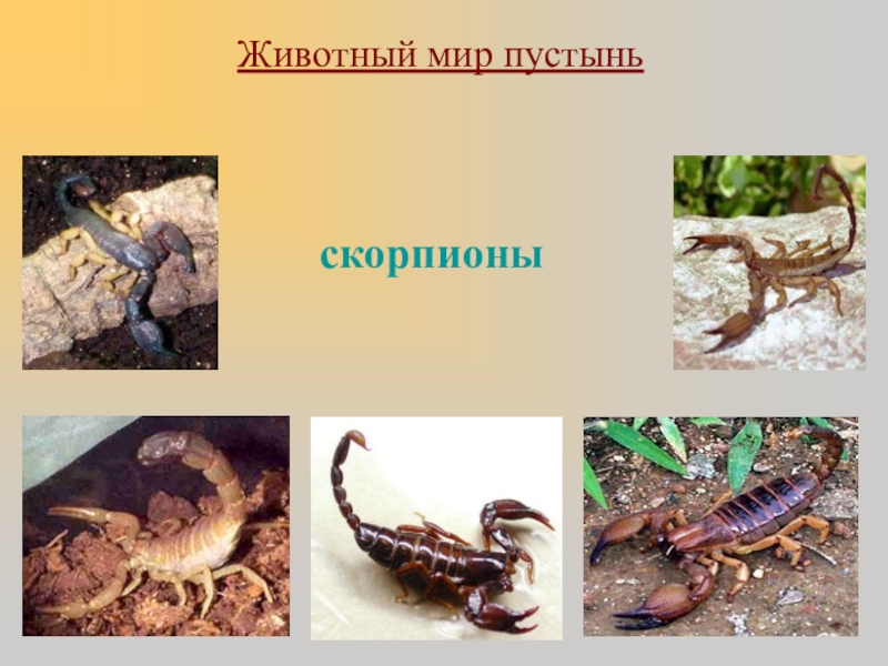 Животный мир пустыни 4 класс. Скорпион презентация. Презентация на тему Скорпион. Скорпион презентация 4 класс. Животный мир пустыни слайд.